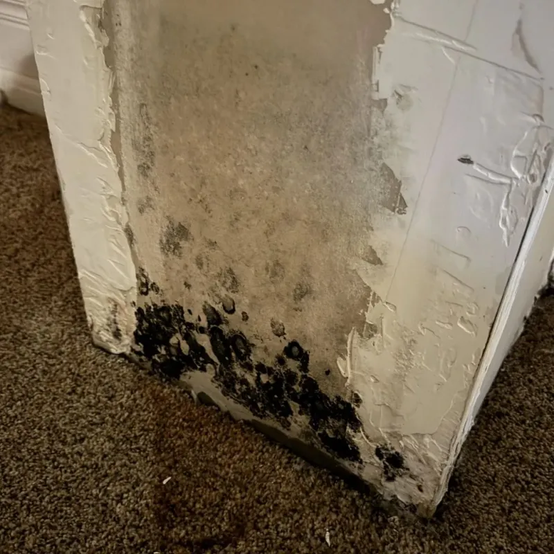 Professional Mold Removal in Natick, MA